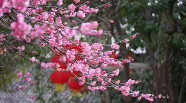 水河子 古派梅花录音+笔记