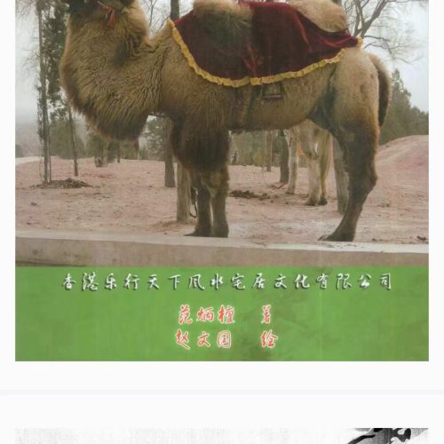 骆驼相法 断流年秘笈