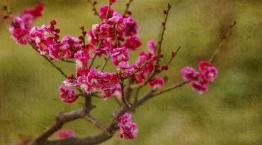 陈春林 新秘本拆字术视频 10集