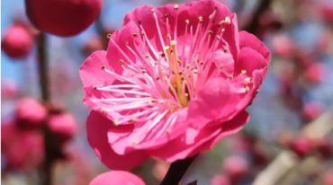 陈春林梅花神相断